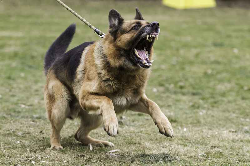 10 Most Dangerous Dog Breeds