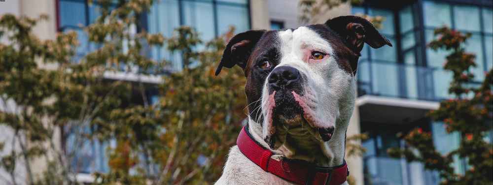 american bulldog