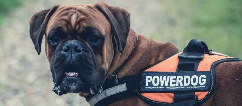 houston dog bite injury claim