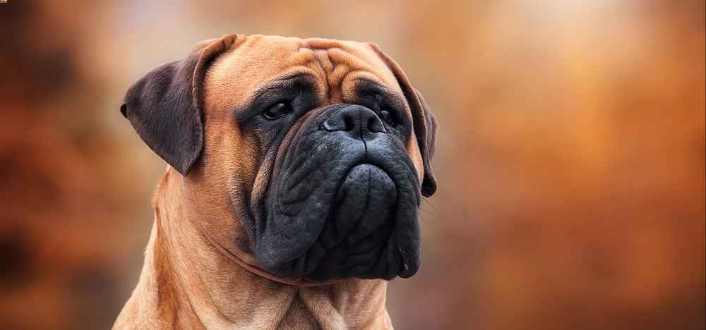 bullmastiff