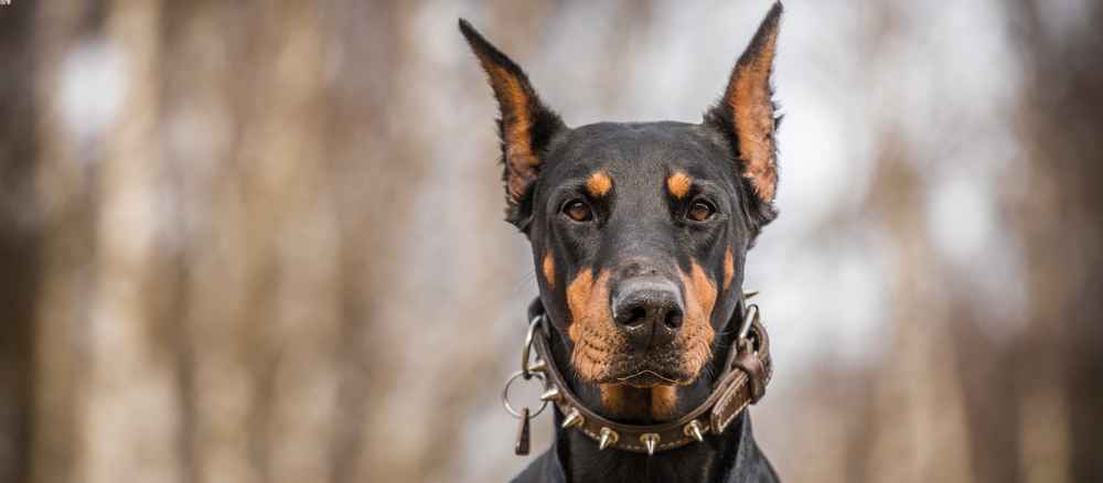 The 14 Most Dangerous Dog Breeds - Herbert Trial Law