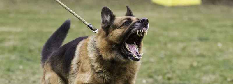 German shepherds sales aggressive