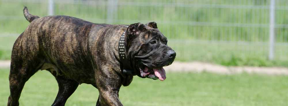 perro de presa canario