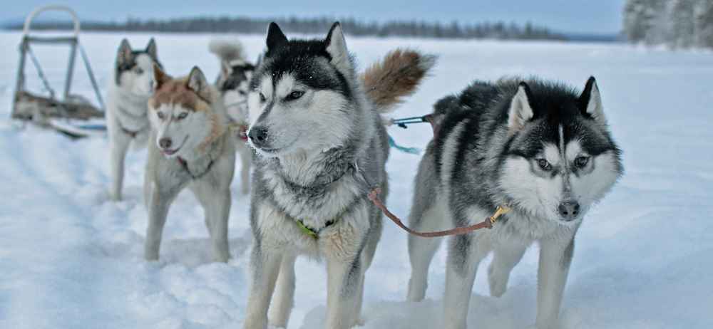 siberian husky