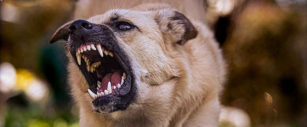 dog attack leash law violation