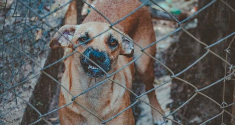 What to Do After a Dog Bite