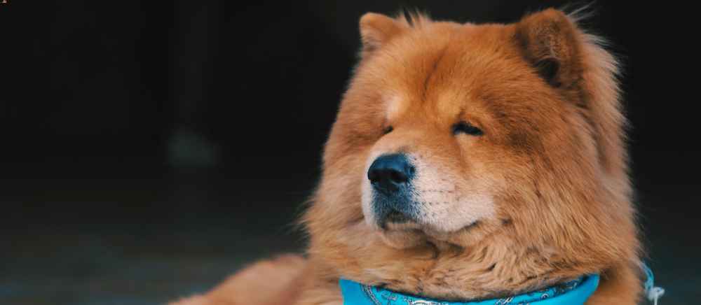 The 14 Most Dangerous Dog Breeds Herbert Trial Law