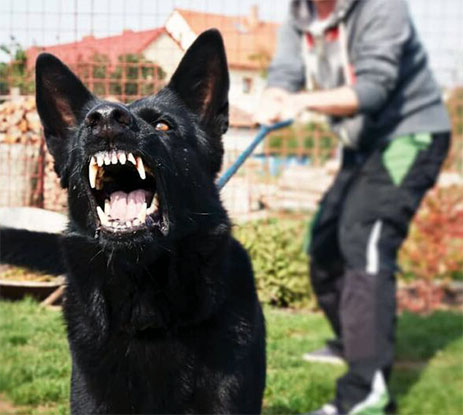 act-fast-angry-black-dog