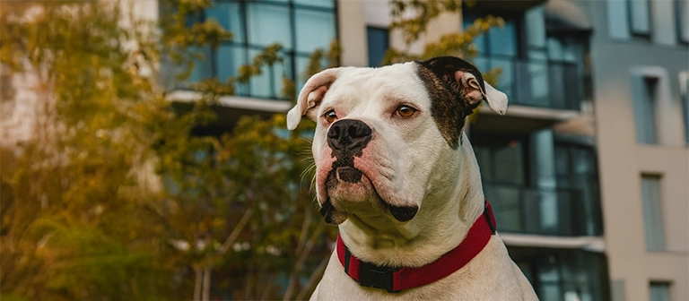 american bulldog