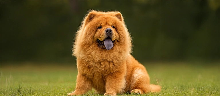 chow chows