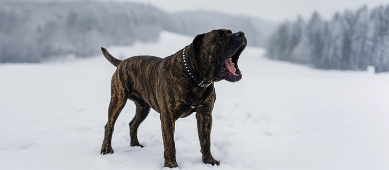 perro de presa canario