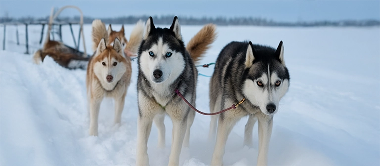 siberian husky
