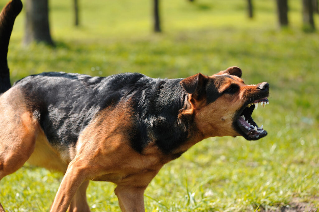 Angry dog barking